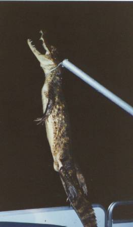crocsafari0004.jpg
