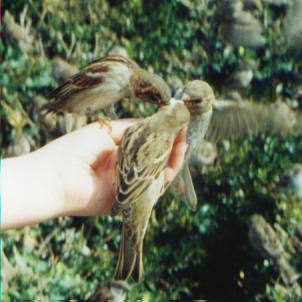 paris-birds.jpg